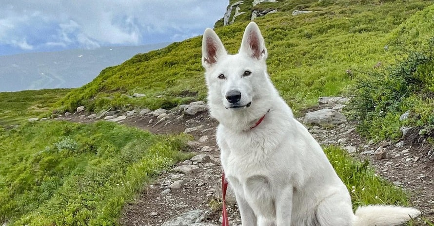 White Dog Posing For Photo While Hiking Trip