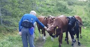 Man Communicate With Cows While Haking