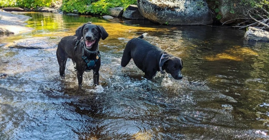 Two Dogs Bathe In The River